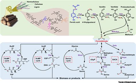 Promoting Lignin Valorization By Coping With Toxic C1 Byproducts