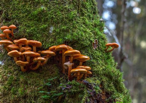 Mycelium Networks The Intricate Underground World Of Magic Mushrooms