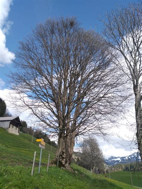 Radio Chablais La saison de la chasse à larbre remarquable est