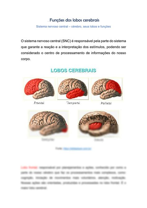 SOLUTION funções e anatomia dos lobos cerebrais Studypool