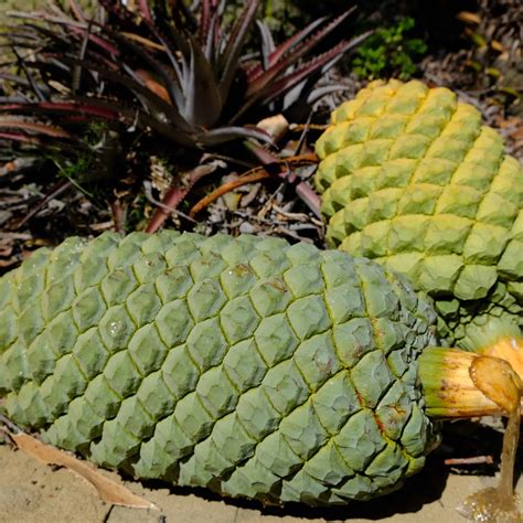 Cycads Specimen Gallery