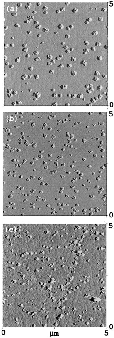 Effect Of Ph On Morphology Of Copper Nuclei In The Presence Of 10 M Na Download Scientific