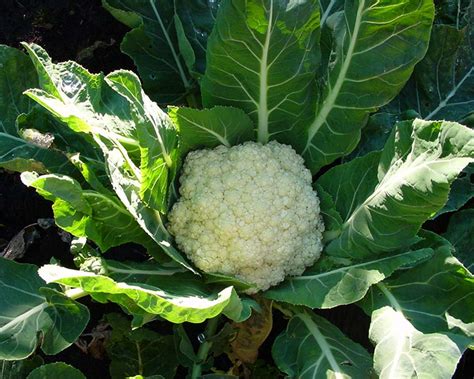 Brassica Oleracea Botyritis Gardensonline