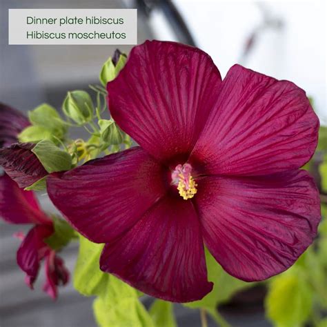 Dinner Plate Hibiscus Care Grow Huge Hardy Hibiscus Flowers