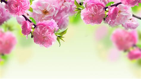 HD Spring Wallpapers For Desktop - Wallpaper Cave