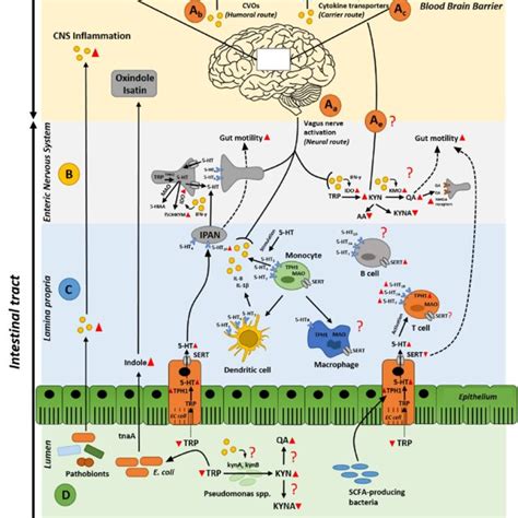 Gut microbiota remotely influences brain and depression. Potential ...