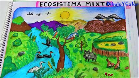 Como Dibujar Un Ecosistema Mixto Ecologia Dibujoycolor Youtube