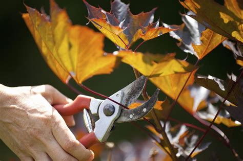 Pruning Maple Trees: When Is The Best Time For Pruning Maples ...