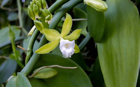 Vanilla Orchid: How To Plant, Care and Grow (With Photos)