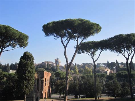 The Italian Stone Pine Aka Umbrella Pines Are Probably One Of The