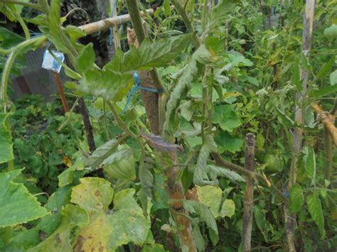 Horticasa Receita Caseira Para Combater As Pragas Dos Tomateiros