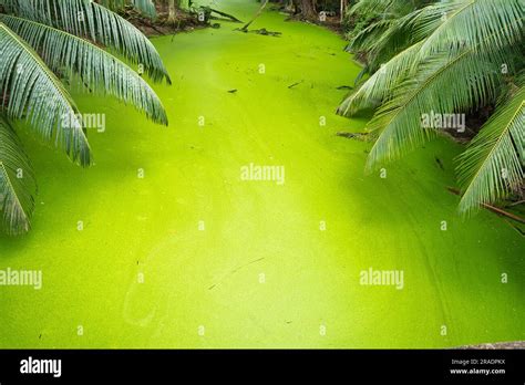 Green Algae And Polluted Wetland Near The Shore Of Anse Intendance