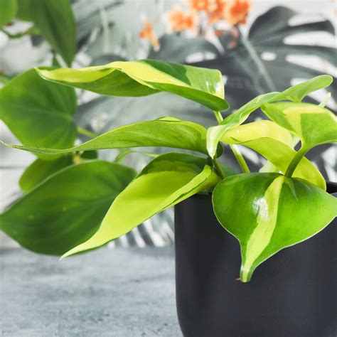 Philodendron Scandens Brasil Filodendron Roz S Ceny I Opinie Ceneo Pl