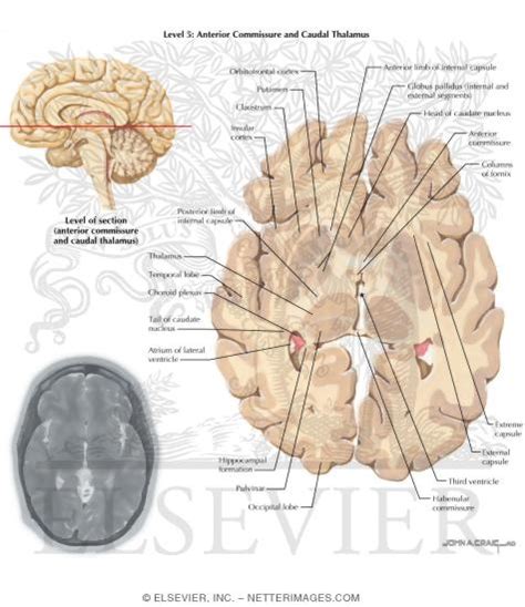 Horizontal Sections Through The Forebrain Anterior Commissure And