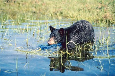 The Best Places to Watch Wildlife in New England - New England