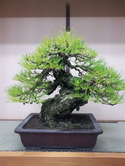 Épinglé par Art is Moonwalker sur bonsai Arbres en pots Bonsaïs Bonsai