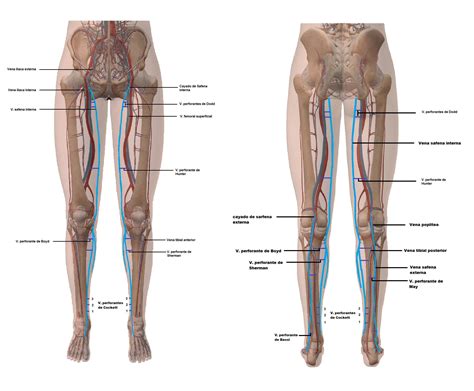 Gy Gyszert R Llat Llom Ny A Nyomtatv Ny Anatomia De Las Venas De