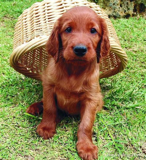 Irish-Setter-Puppy-3.jpg