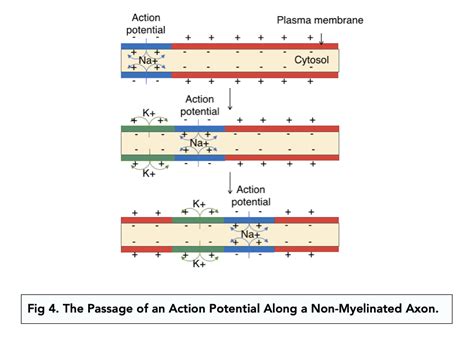 Myelination A Level Biology Study Mind