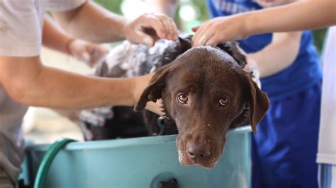 Come E Ogni Quanto Lavare Il Cane Una Mini Guida Per Un Cane