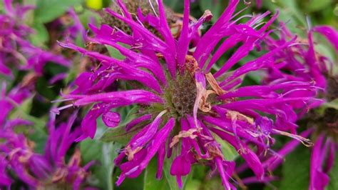 17 Best Bee Balm Varieties for the Home Garden