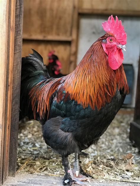 Black Copper Marans Chicks Open Gate Poultry