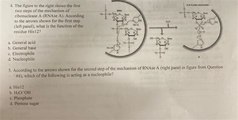 Solved pentose sugar: monosaccharide with 5 carbon atoms. | Chegg.com