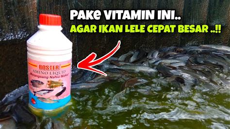 Cara Bibis Pakan Lele Dengan Amino Liquid Probiotik Ikan Lele Yang