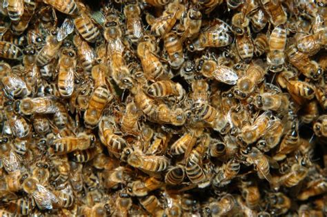 Swarm of bees stock photo. Image of worker, pollen, hive - 121804