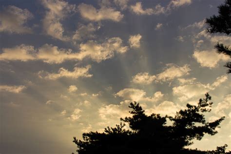 Free Images Tree Nature Cloud Sky Sun Sunset Sunlight Morning