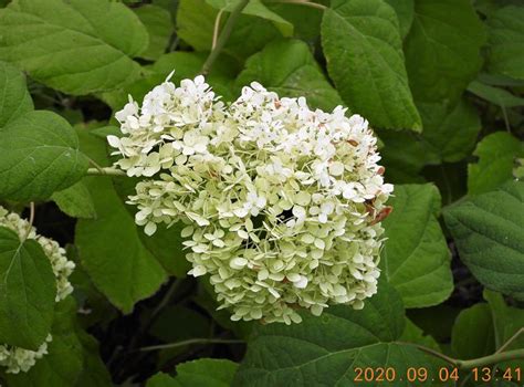 Zielono Zakręceni Hortensja krzewiasta Hydrangea arborescens Sheep