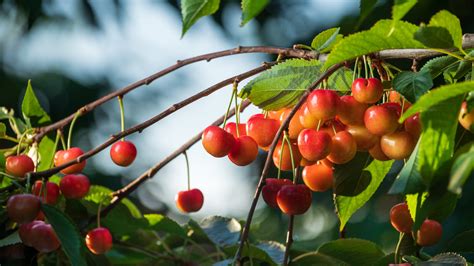 7 Secrets Of Rainier Cherries Stemilt