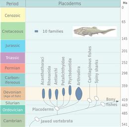 evolution  fish wikipedia