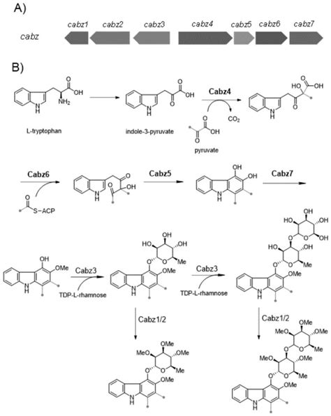 一种咔唑生物碱及其制备方法和应用