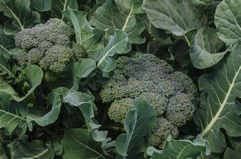 How Does Broccoli Grow In A Garden Broadpick