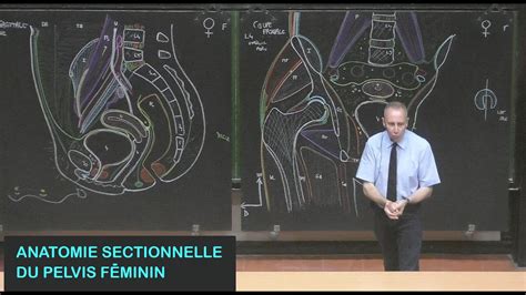 Anatomie sectionnelle du pelvis féminin Pelvis 17 YouTube