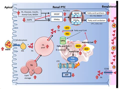 Renal Lipid Metabolism And Lipotoxicity In Diabetes The American