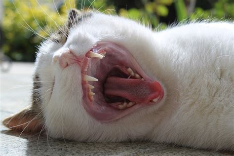 How Many Teeth Do Cats Have Vet Approved Feline Anatomy Facts And Faqs Hepper