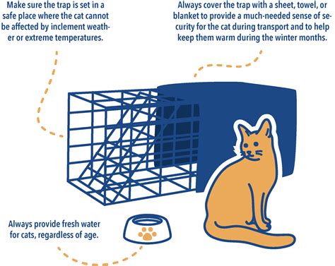Low-Cost TNR Program for Community Cats | York County SPCA
