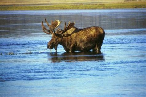 10 Fascinating Facts About Moose A Z Animals