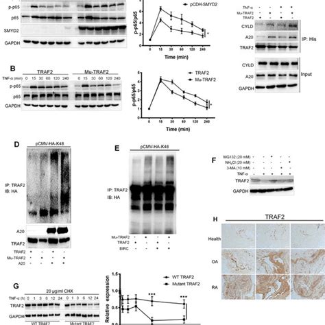 SMYD2 Knockdown Mice And SMYD2 Inhibitor Hinder The Inflammation