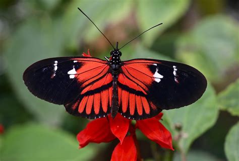 18 Enigmatic Facts About Müllerian Mimicry - Facts.net