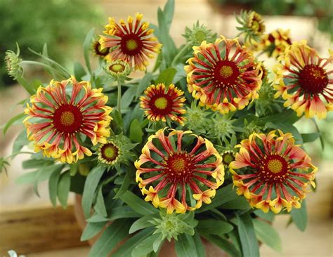 Гайлардия многолетняя посадка и уход Выращивание из семян Фото цветов ...