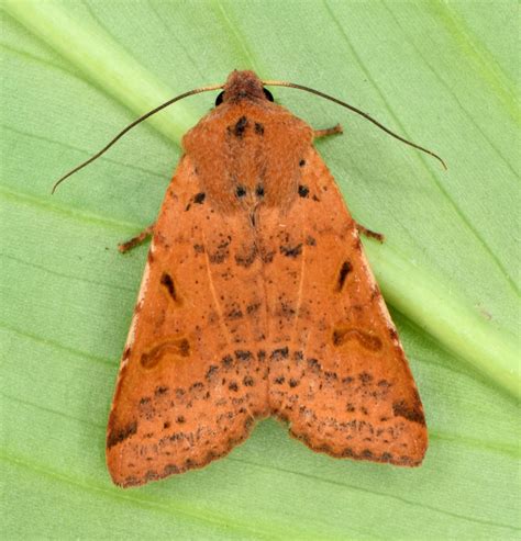 Beaded Chestnut Agrochola Lychnidis Suffolk Moths The Macro And