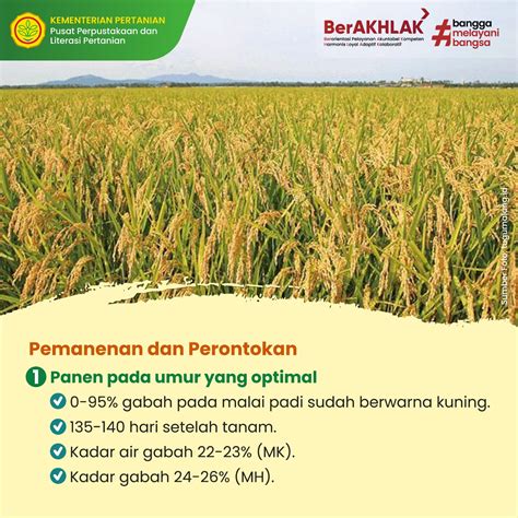 Info Teknologi Pascapanen Padi Teknologi Pemanenan Dan Perontokan