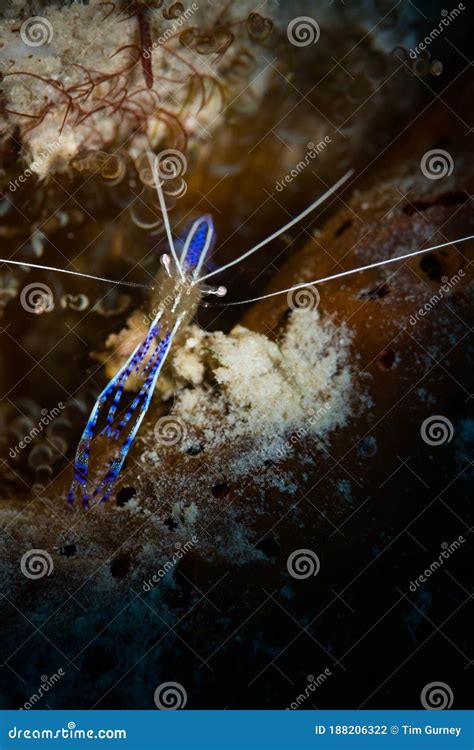 Underwater Life On The Reefs Around The Dutch Caribbean Island Of