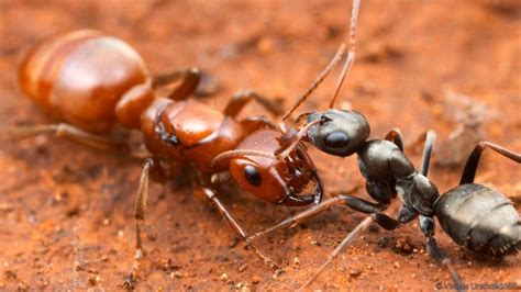 Las Hormigas Que Esclavizan Otras Hormigas ¡no Sabes Nada