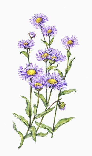 Aster Botanical Drawing Aster Flower Aster Flower Tattoos Botanical