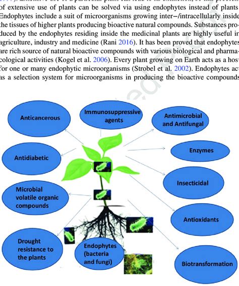 1 Applications Of Endophytes Download Scientific Diagram