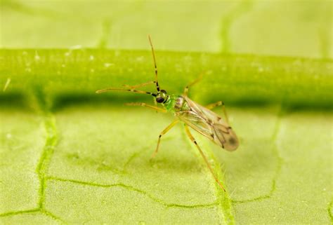 Nesidiocoris Tenuis Chinche Depredador Para El Control De Plagas